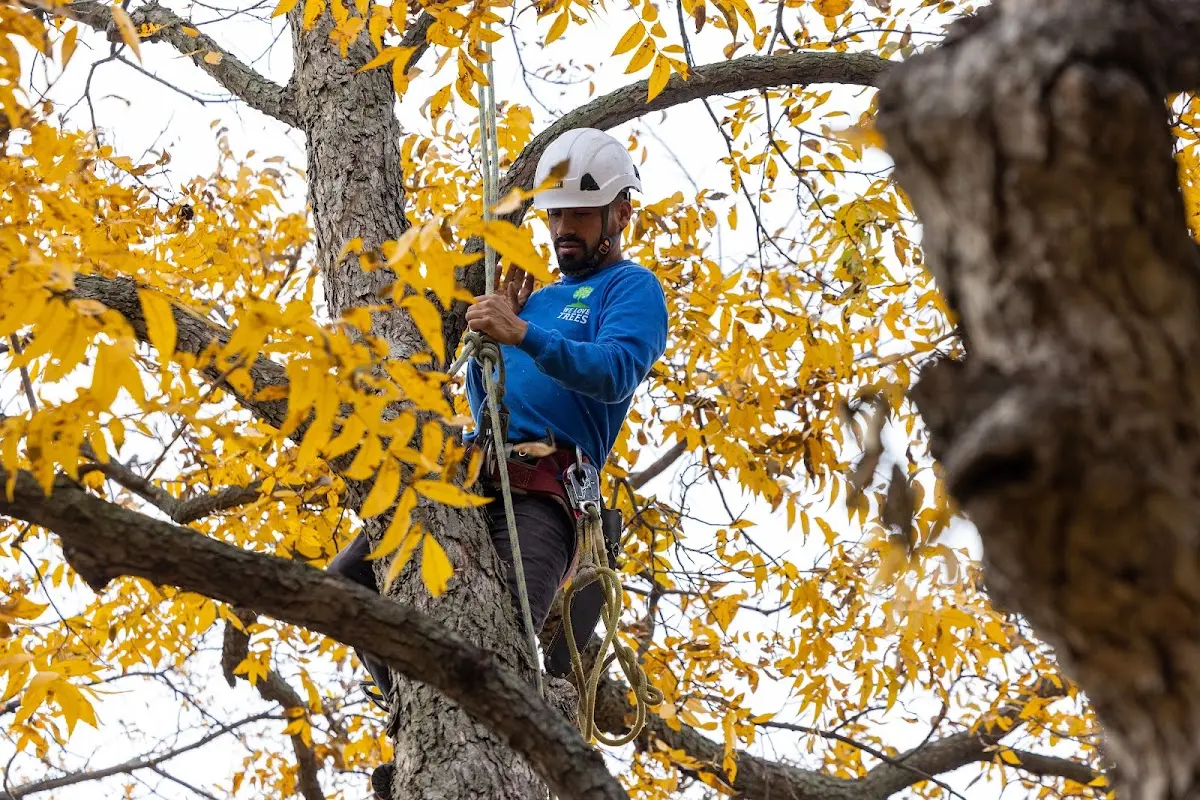 Skilled Tree Planting crew working in Lakewood