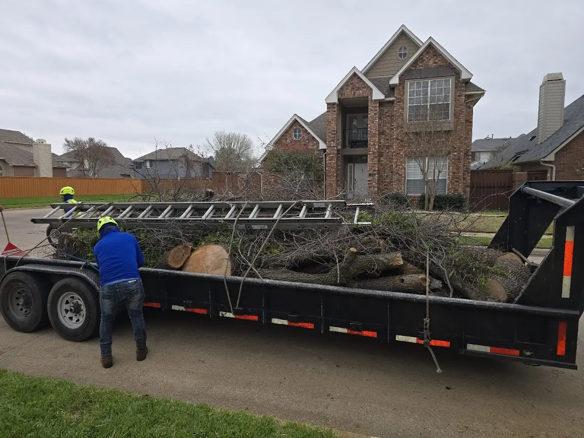 Expert Tree Pest Control with proper safety equipment in Lakewood